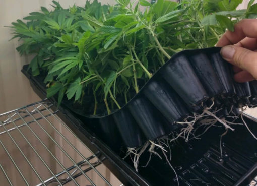 GrowLife Plans to Enter CBD-Rich Hemp Cloning Market, to Start Selling Clones by Next Year